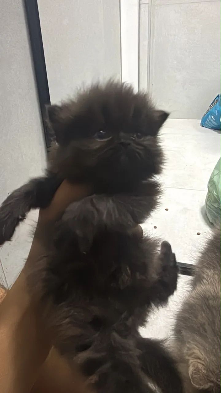 Gato Persa - Foto 3