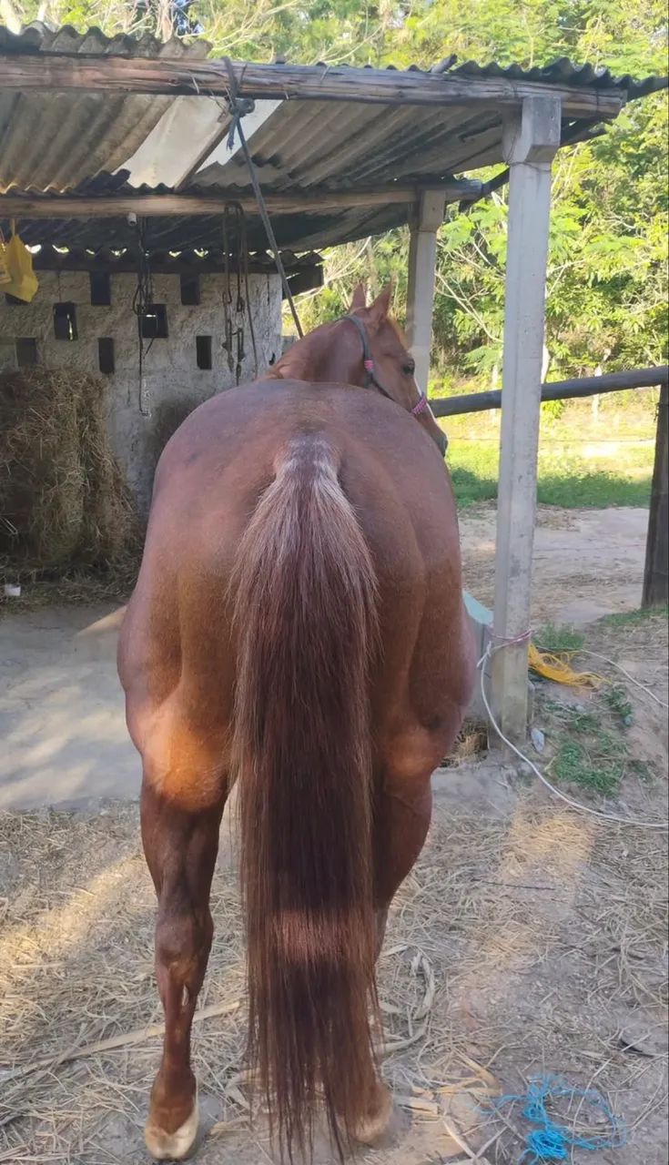 Cavalo quarto de milha  - Foto 2