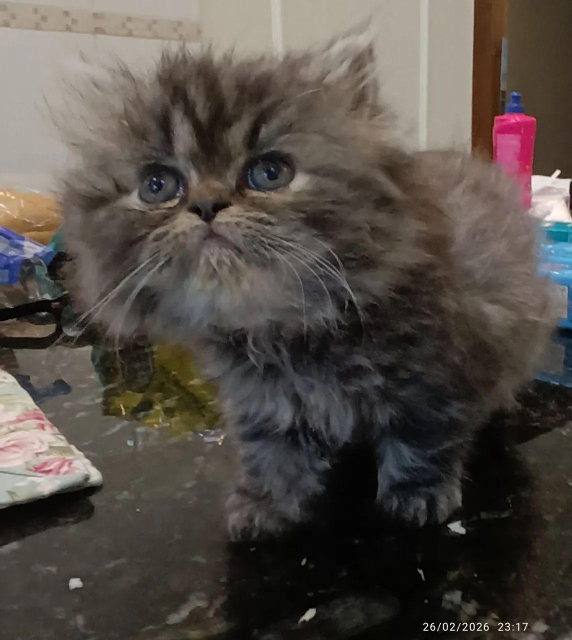 Gatos Persas de $2.300 por $1.999 - Foto 3