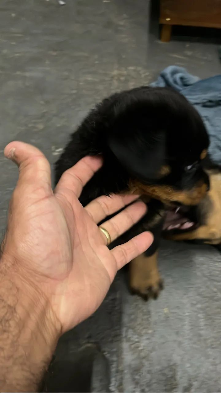 Cachorro  - Foto 5