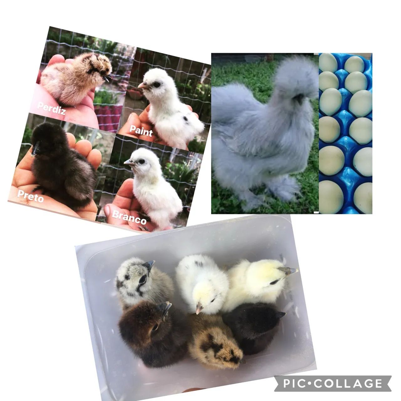 Galinhas Sedosas do Japão 