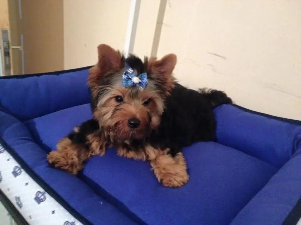 Macho de York com 3 meses e meio - Foto 2