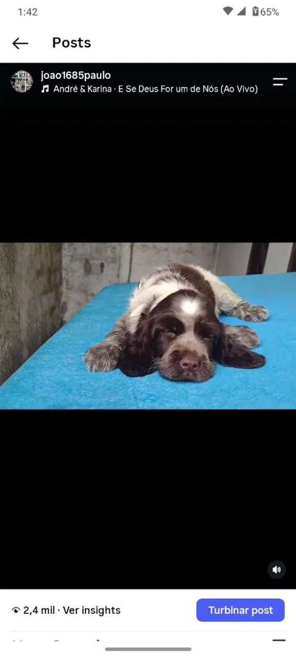 COCKER SPANIEL INGLÊS CANIL