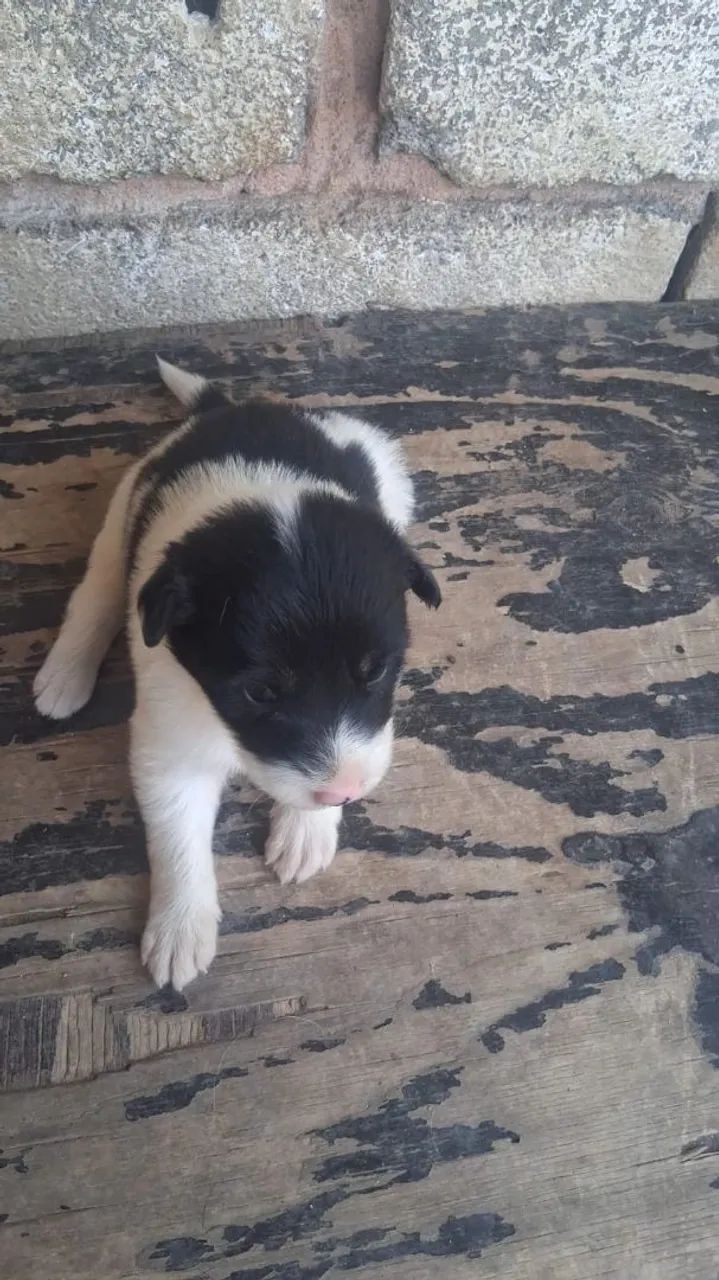 Cachorros boder cole  - Foto 4