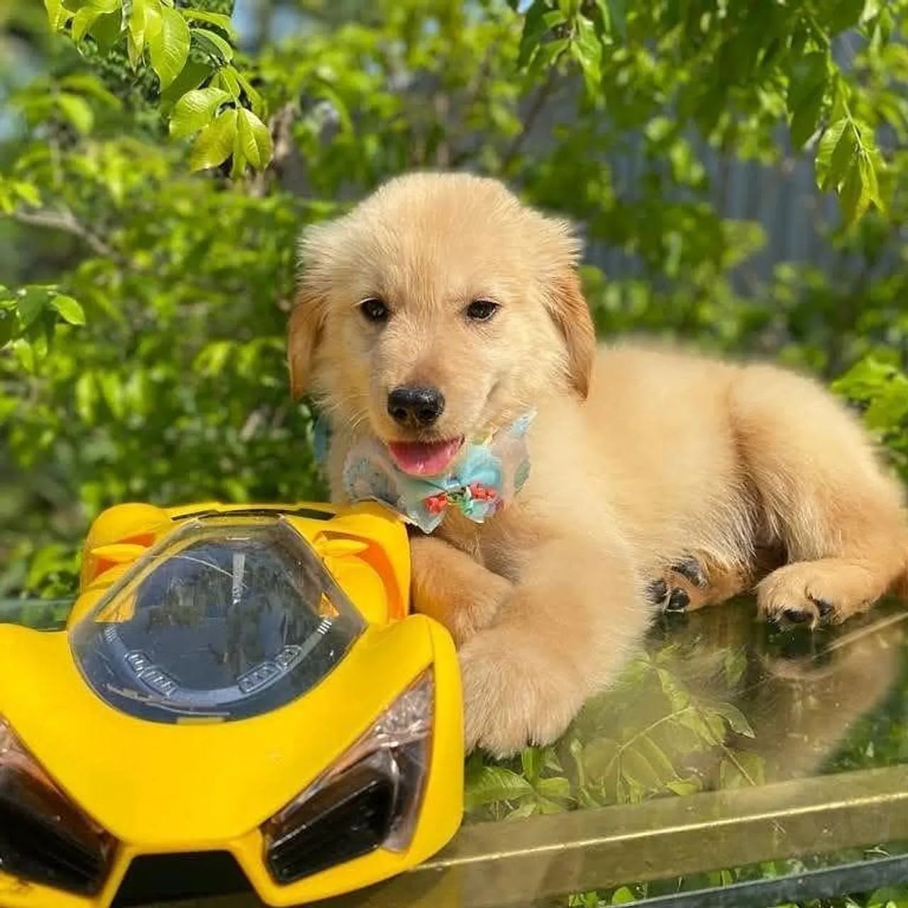 Filhotes de Golden retrievier com micro chip e pedigree 