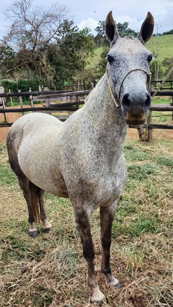 Égua Mangalarga Marchador (Registrada) - Foto 4
