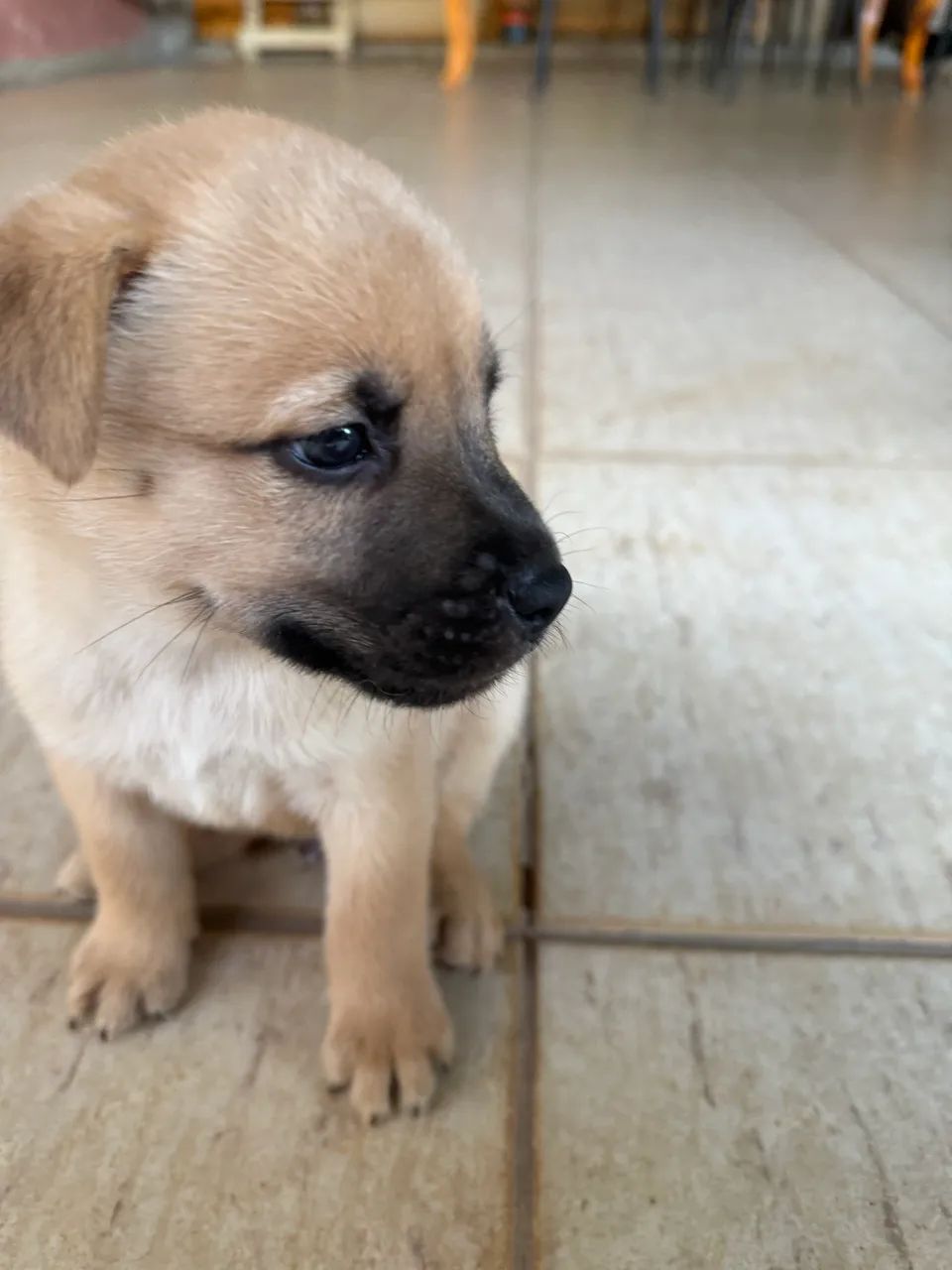 Filhote cachorro - Foto 4