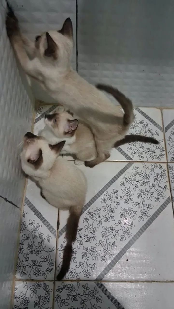 Pará adoção  - Foto 3