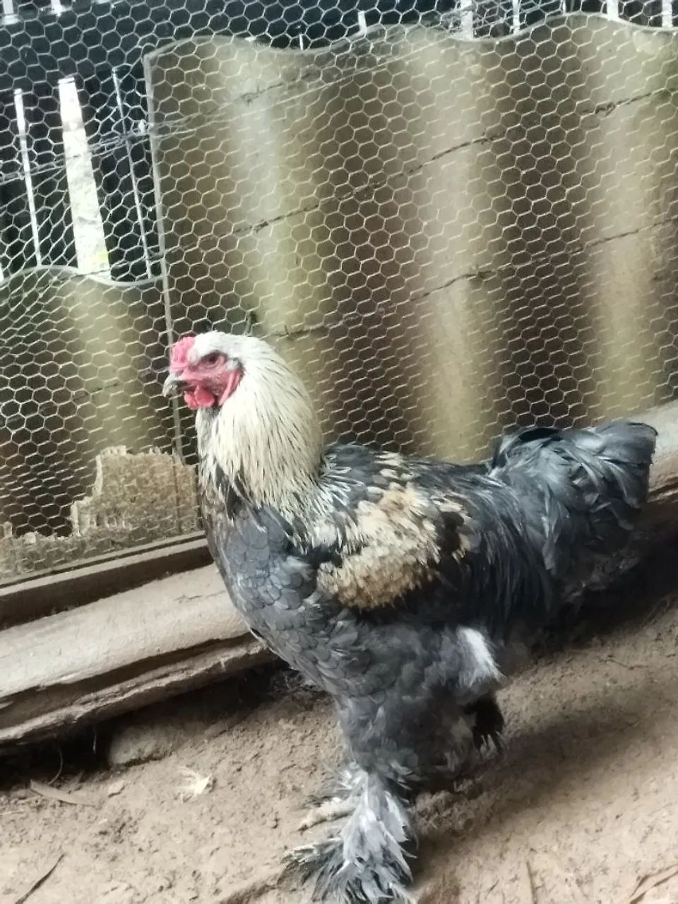 GALO BRAHMA  - Foto 3