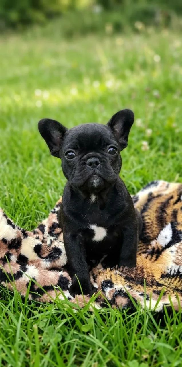 Fêmea Bulldog francês  - Foto 3