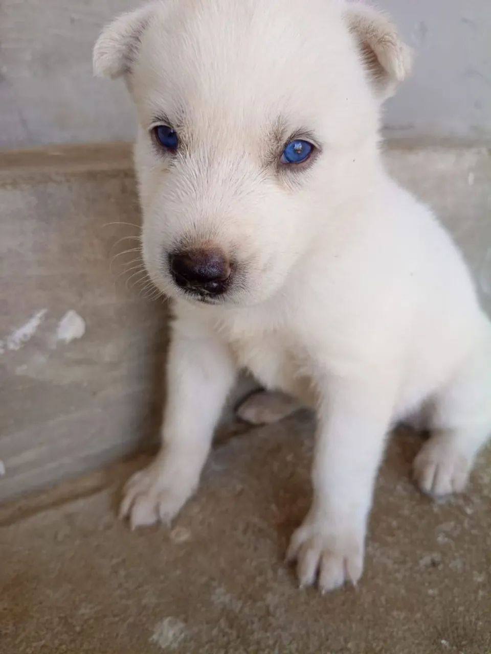Filhote de cachorro  - Foto 4