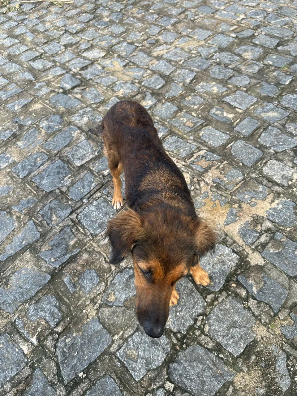 Cadela pra adoção responsável  - Foto 4