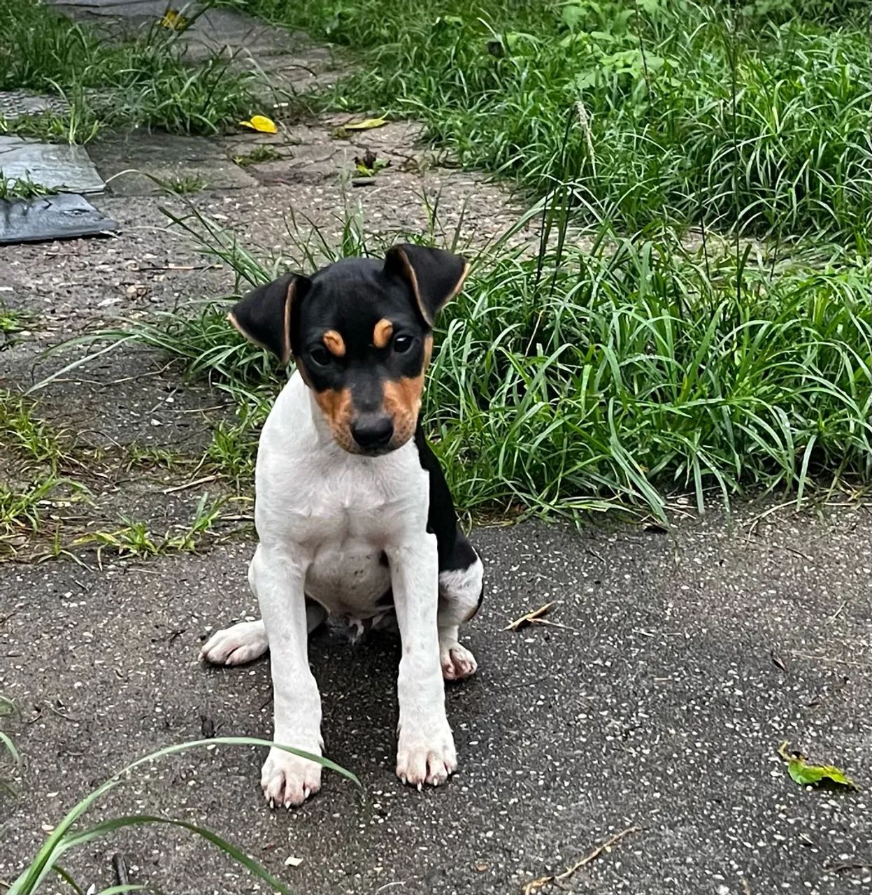 Fox paulistinha 