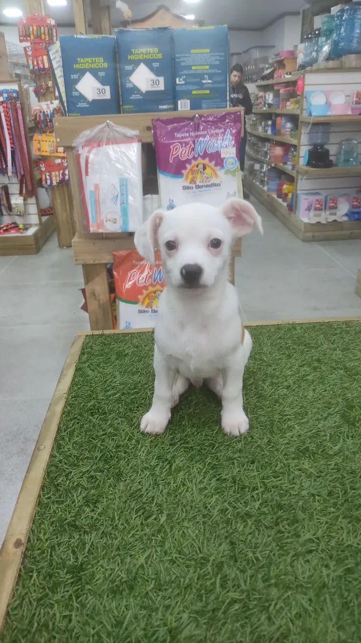 Pincher x Chiuahua  - Foto 4
