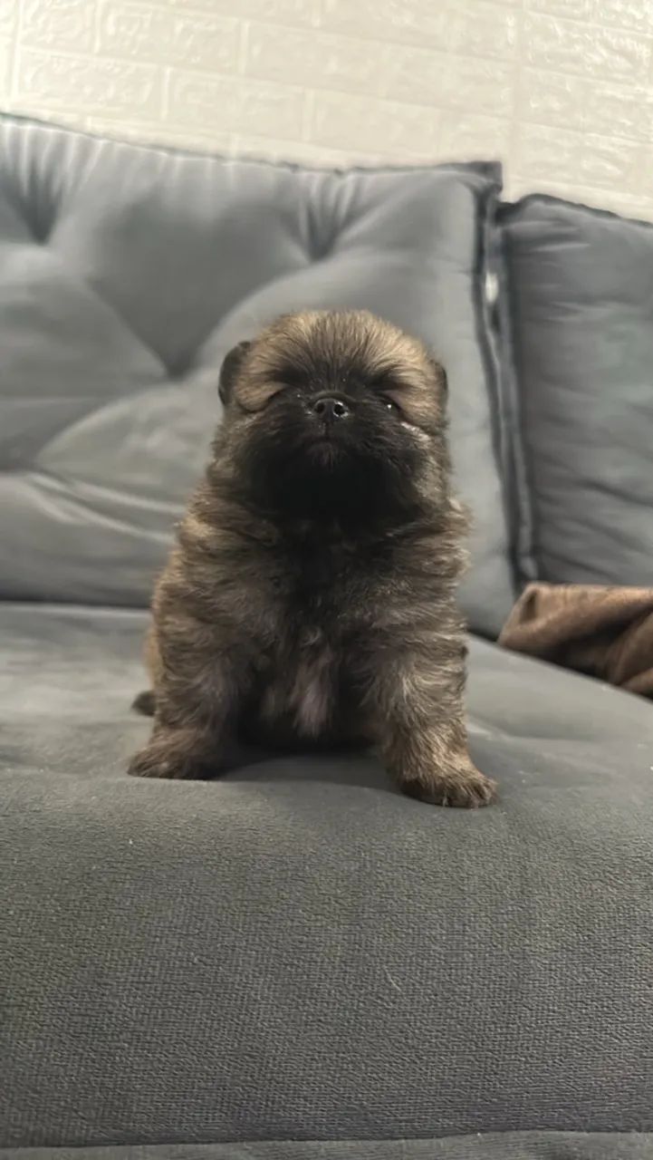  Cachorro  - Foto 3