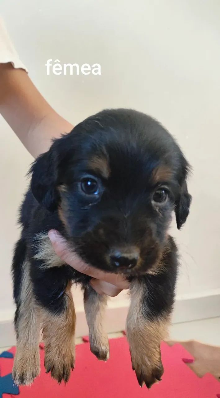 Doação cachorro  - Foto 5