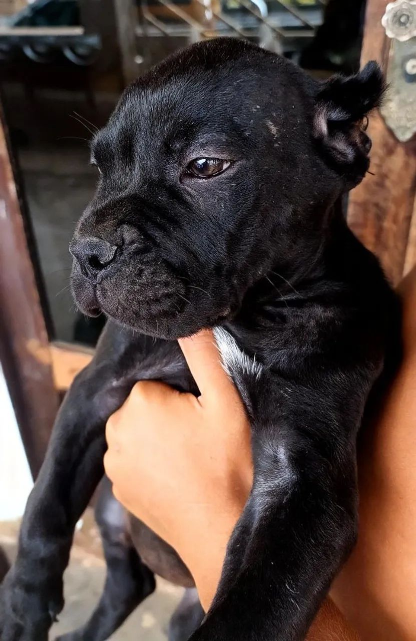 Cane corso  - Foto 2