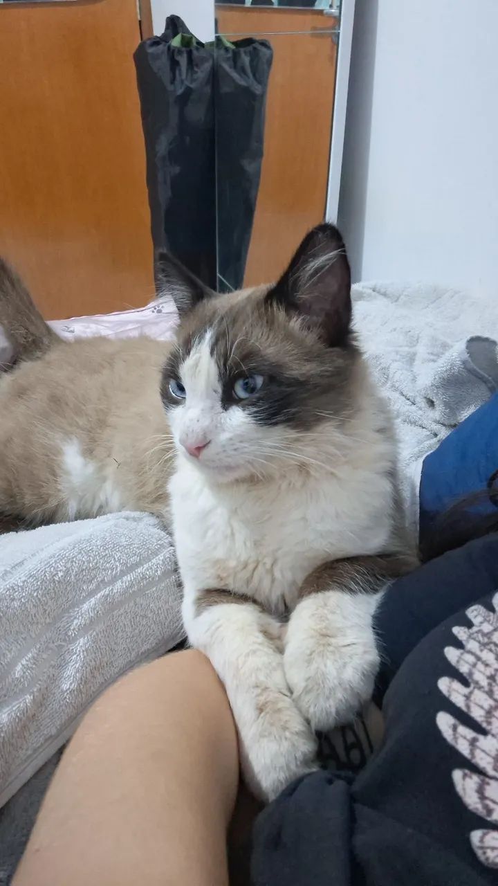 Gato macho não Castrado  - Foto 5