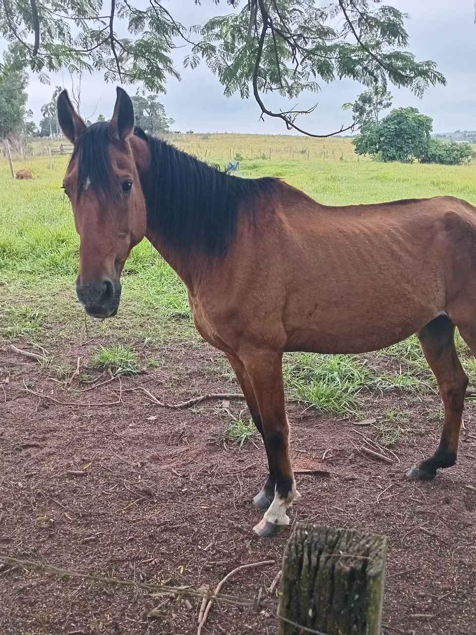 2 cavalo 3,000 - Foto 3