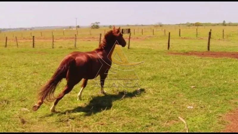 Fazenda - Santa Vitoria - Zona Rural - Foto 3