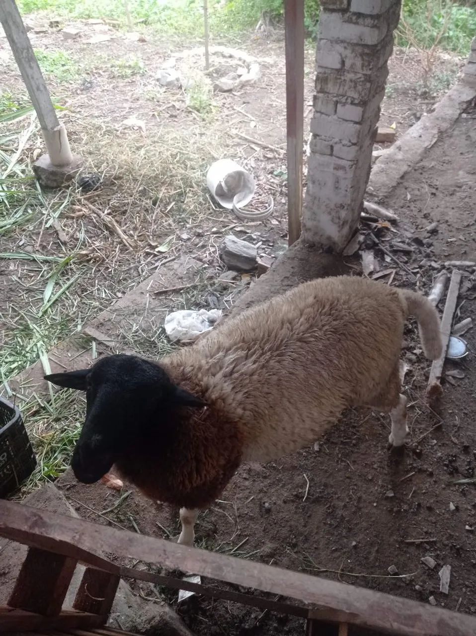 Dorper puro - Foto 2