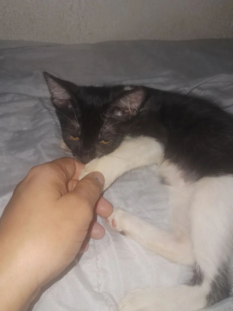 Pra adoção  - Foto 4