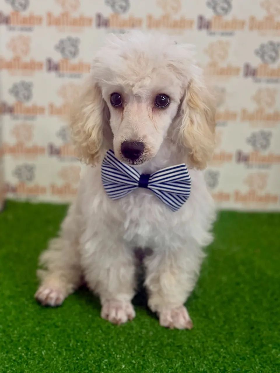 Poodle Macho - Foto 2