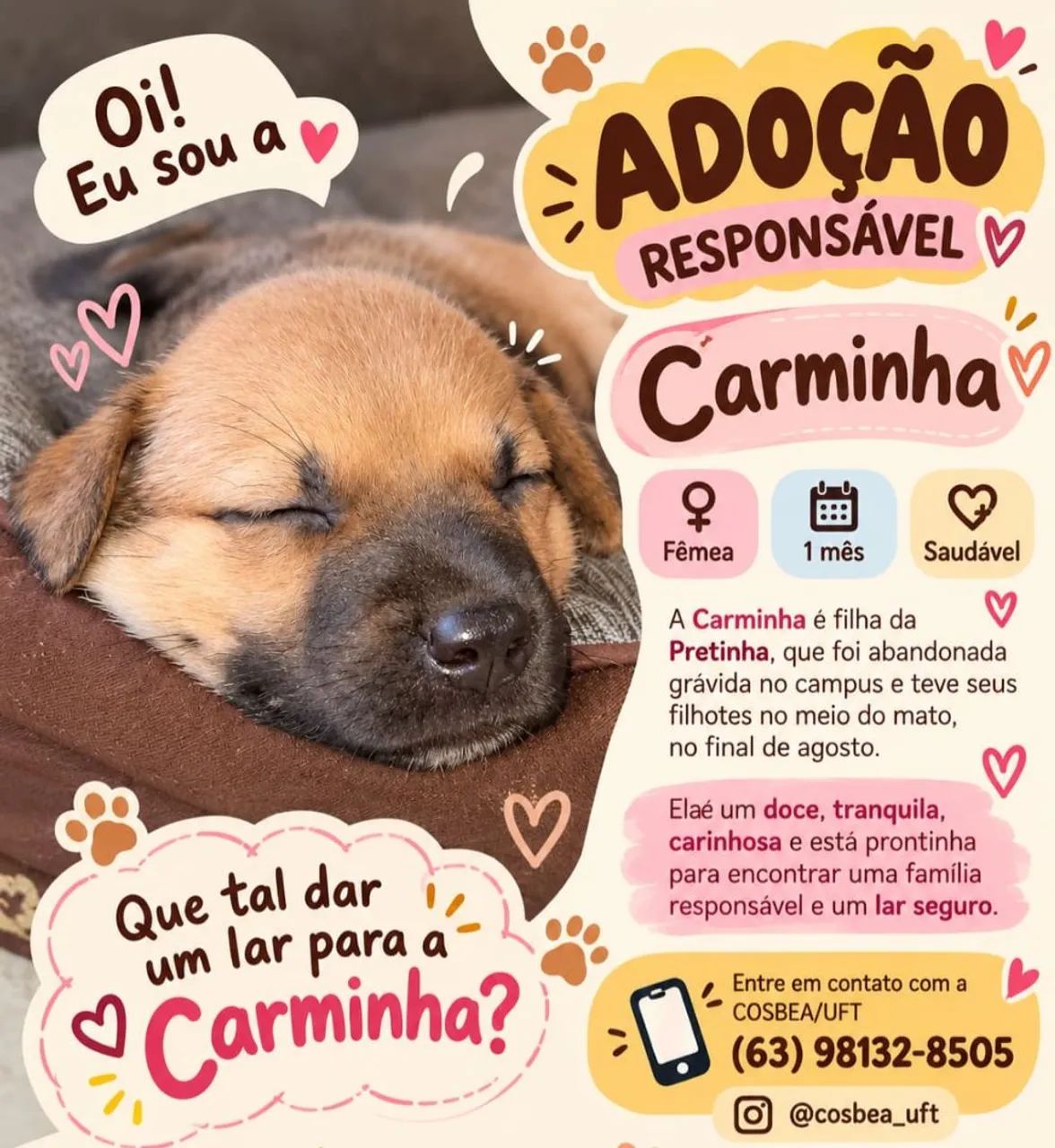 Bebezinhos para adoção responsável. 