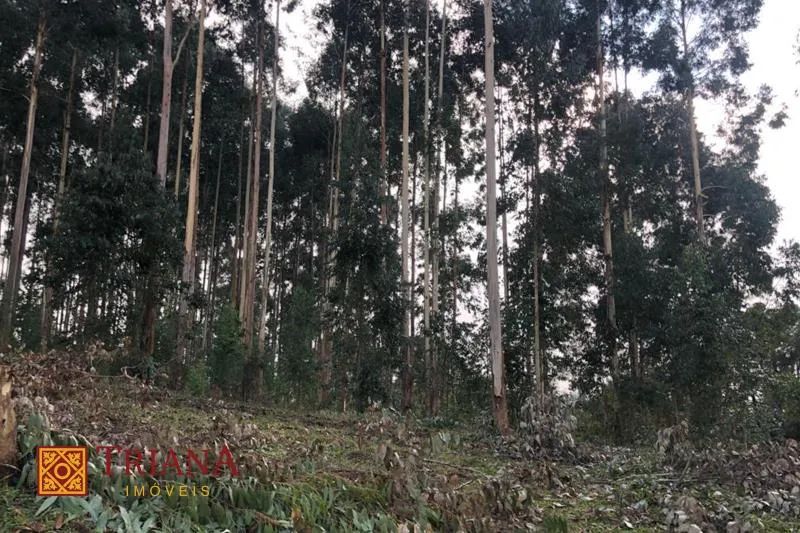 TERRENO DE 12 HECTARES COM FÁCIL ACESSO - Foto 5