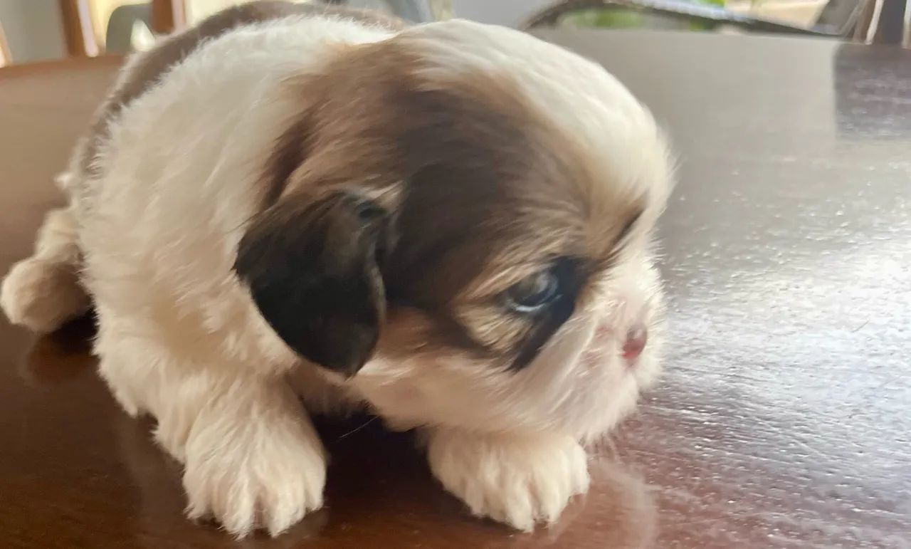 Shih Tzu - Foto 4