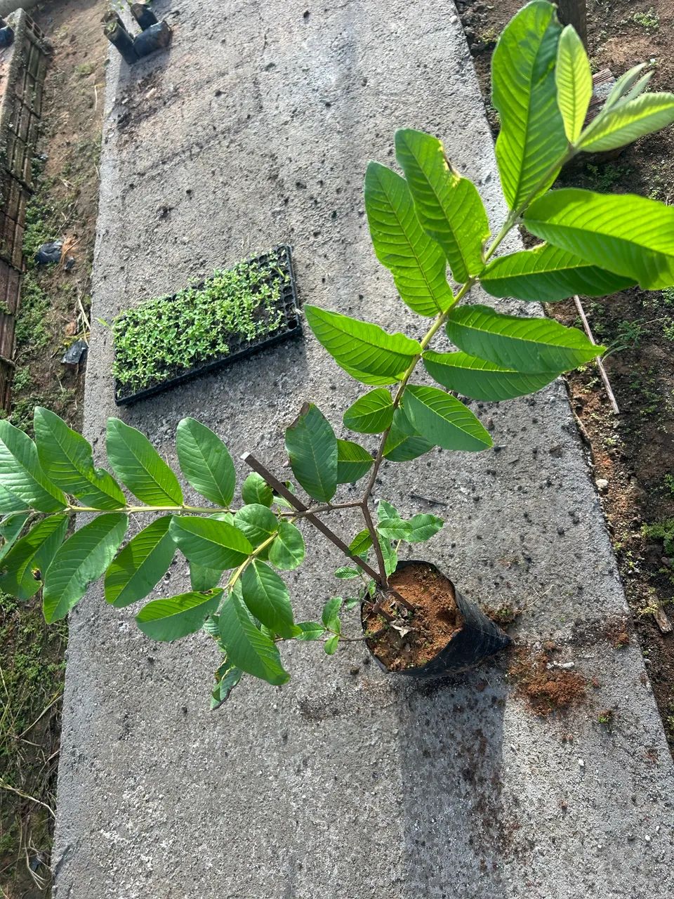 Mudas de goiaba - Foto 2