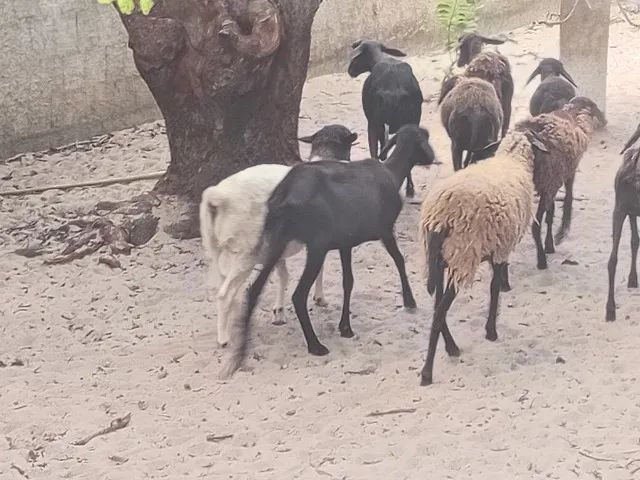 Excelente ovelhas e carneiro  - Foto 4