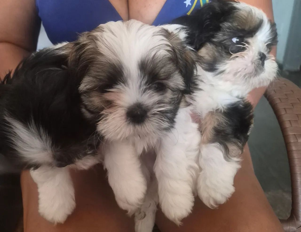 Shih-tzu - Foto 5