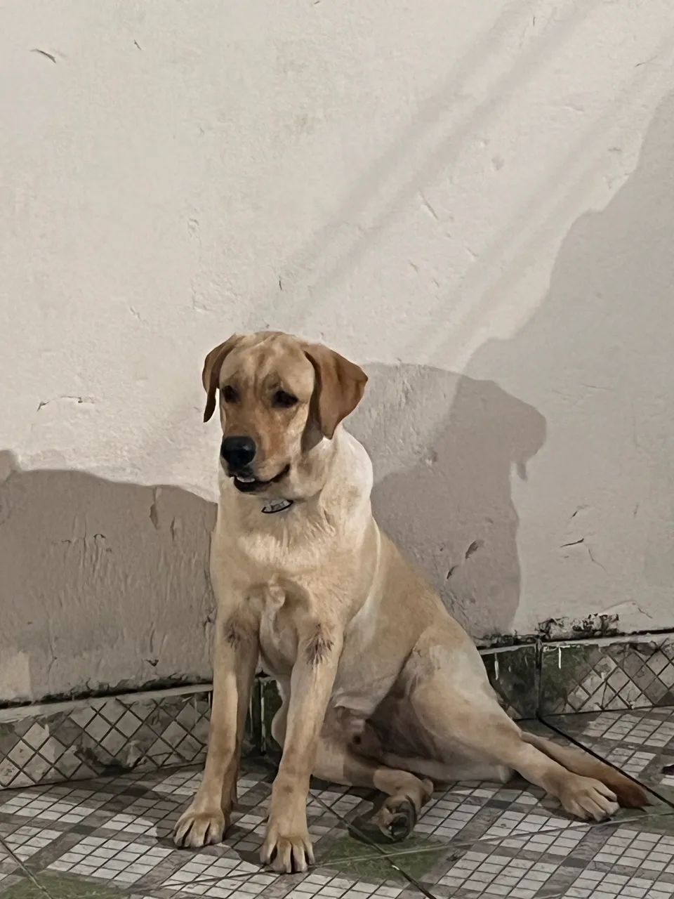 Labrador com 7M - Foto 4