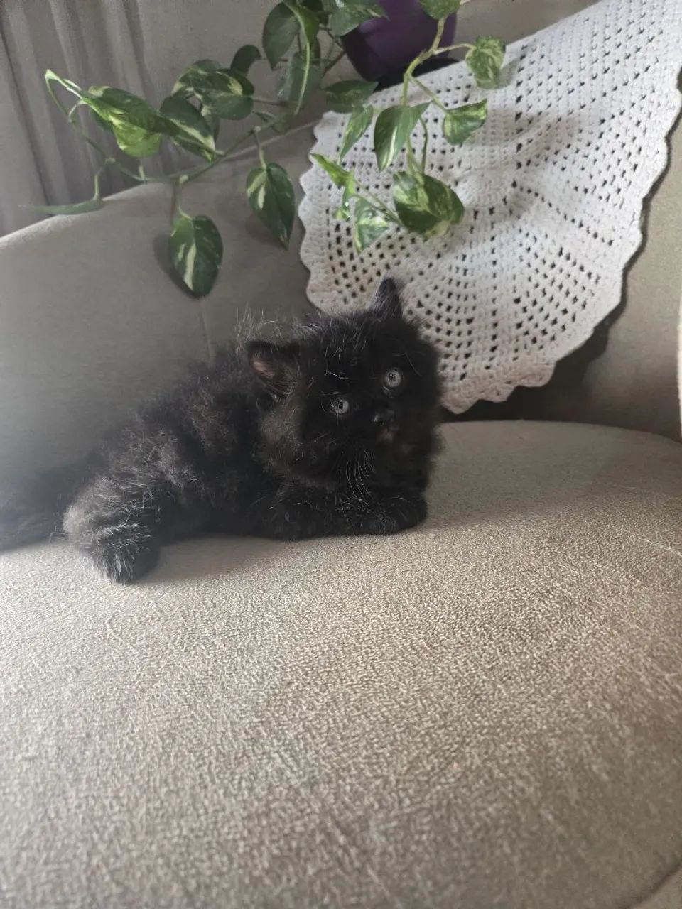 Gato persa a venda! - Foto 2