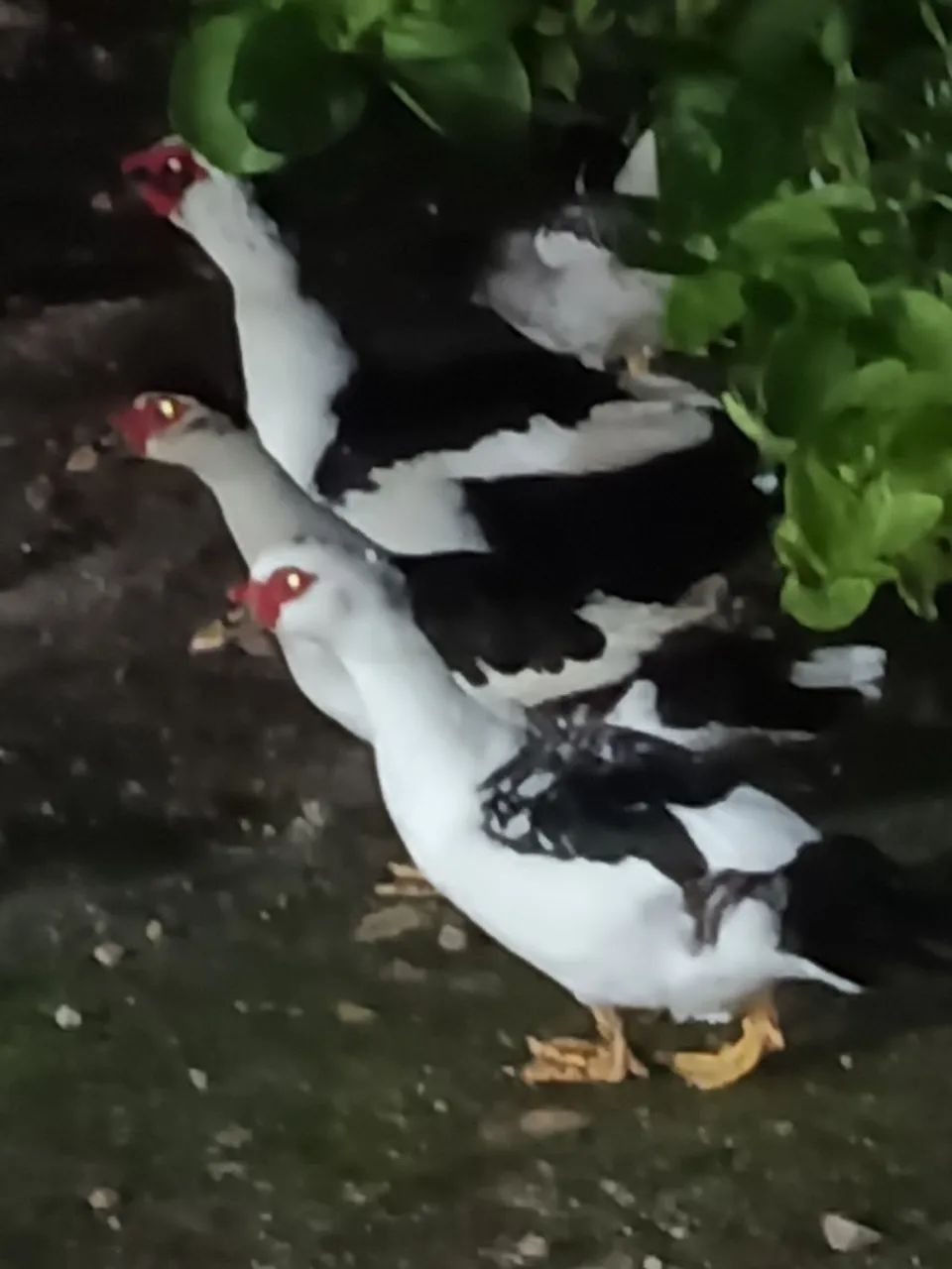 Pato