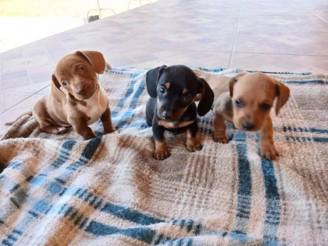 basset daschund lindos e bem pequenos - Foto 2