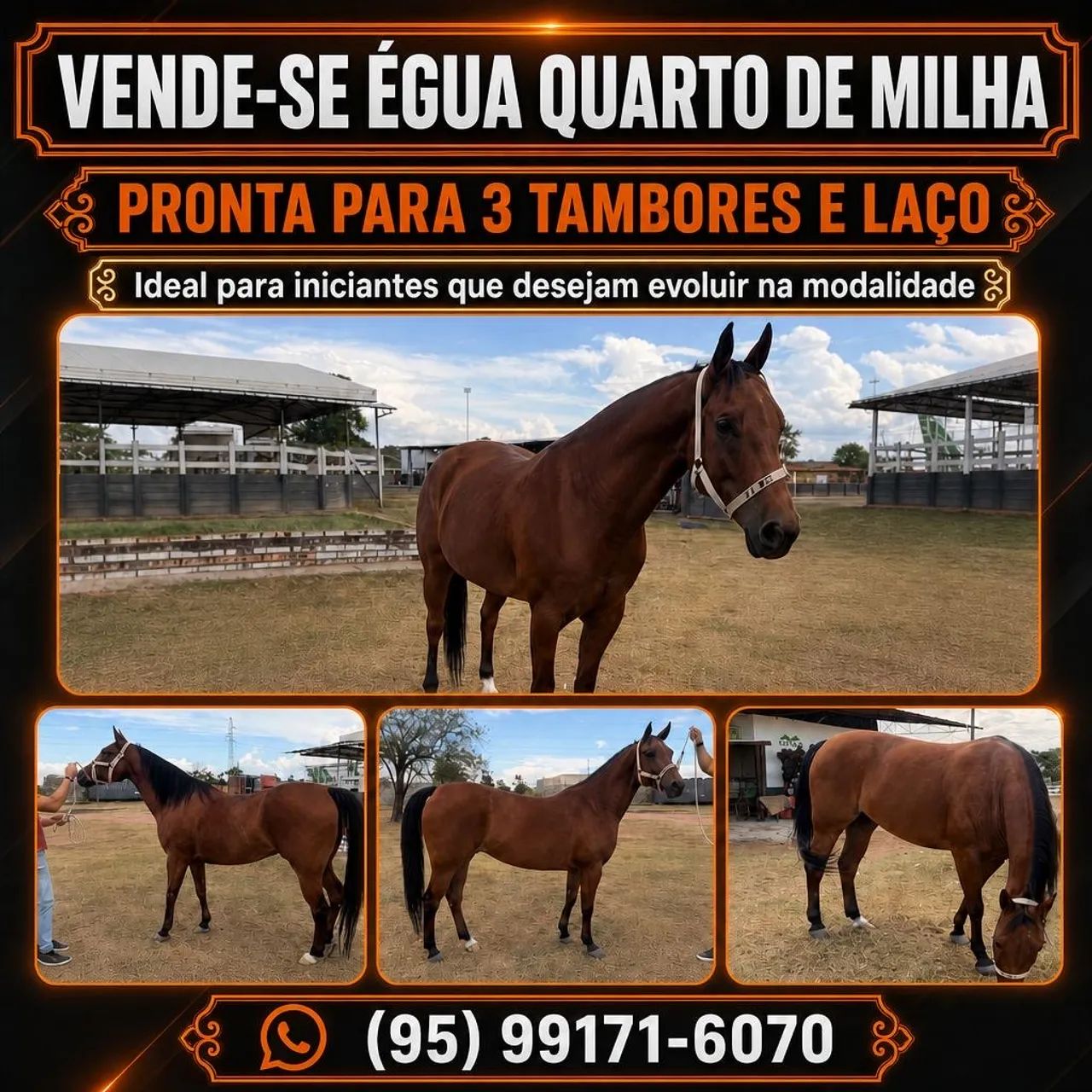 Vende-se égua quarto de milha