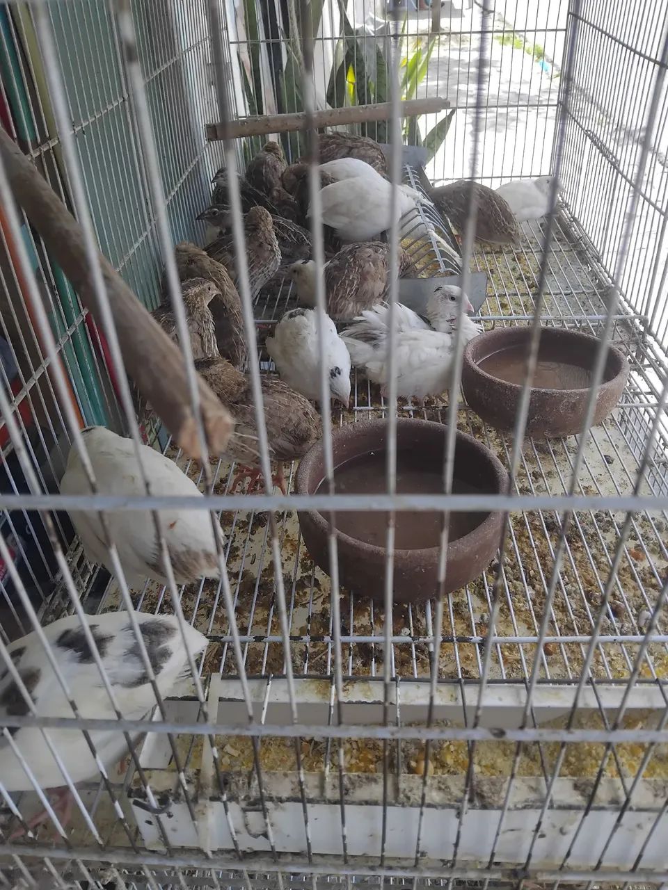 Aves - Foto 2
