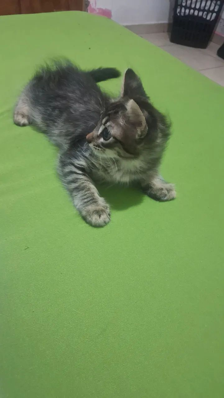 Doando gato - Foto 2