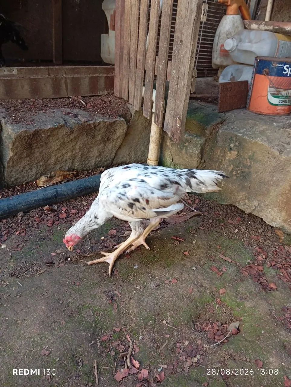 Frango índio novo - Foto 3