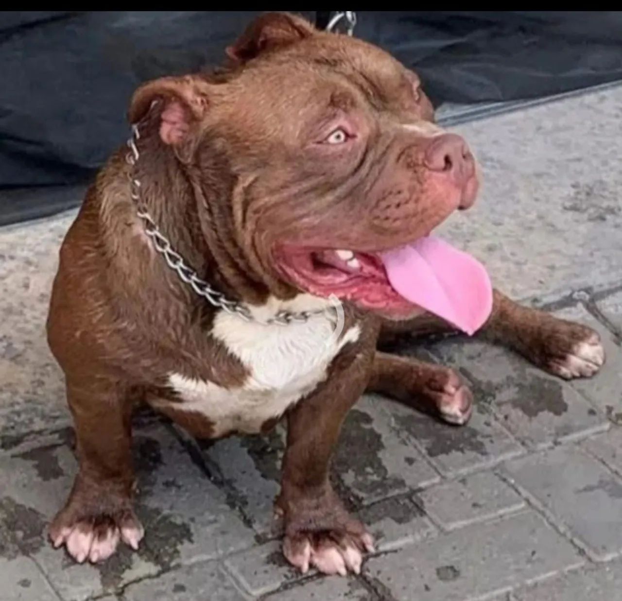 Bully - Foto 2
