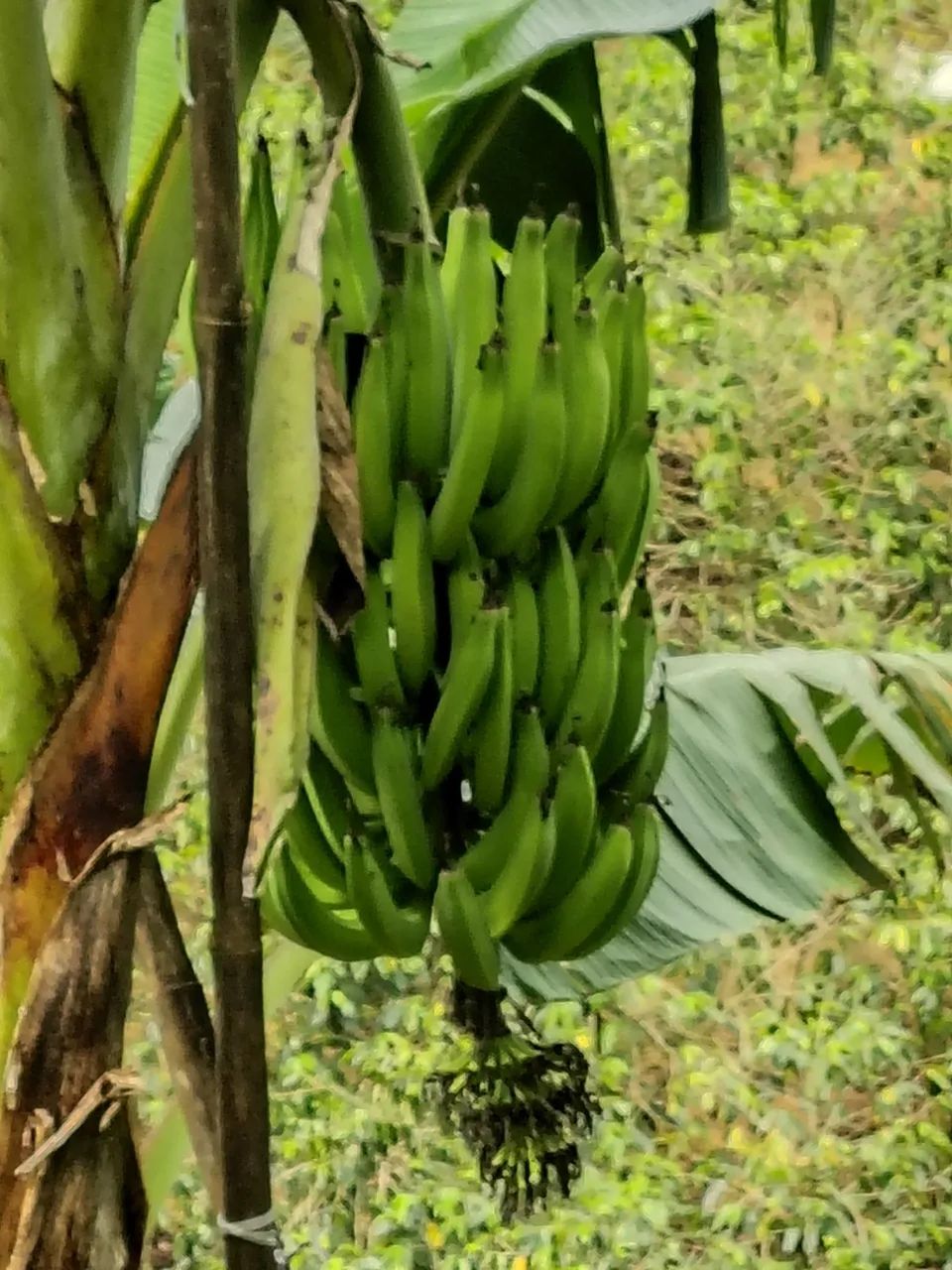 Muda de banana terra 