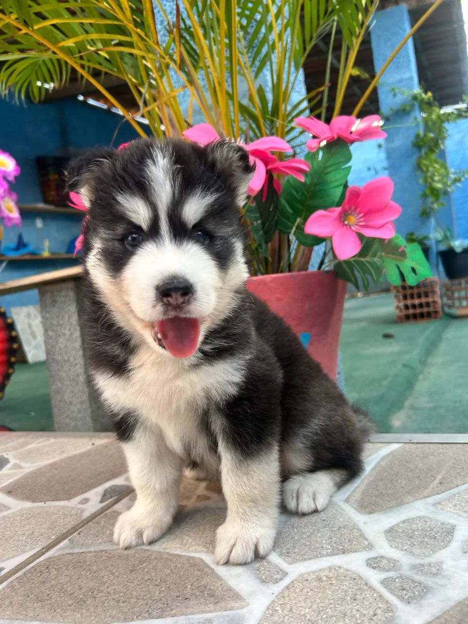 Husky siberiano  - Foto 3