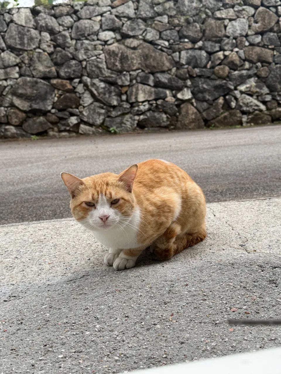 Gato dócil - Macho - Foto 3