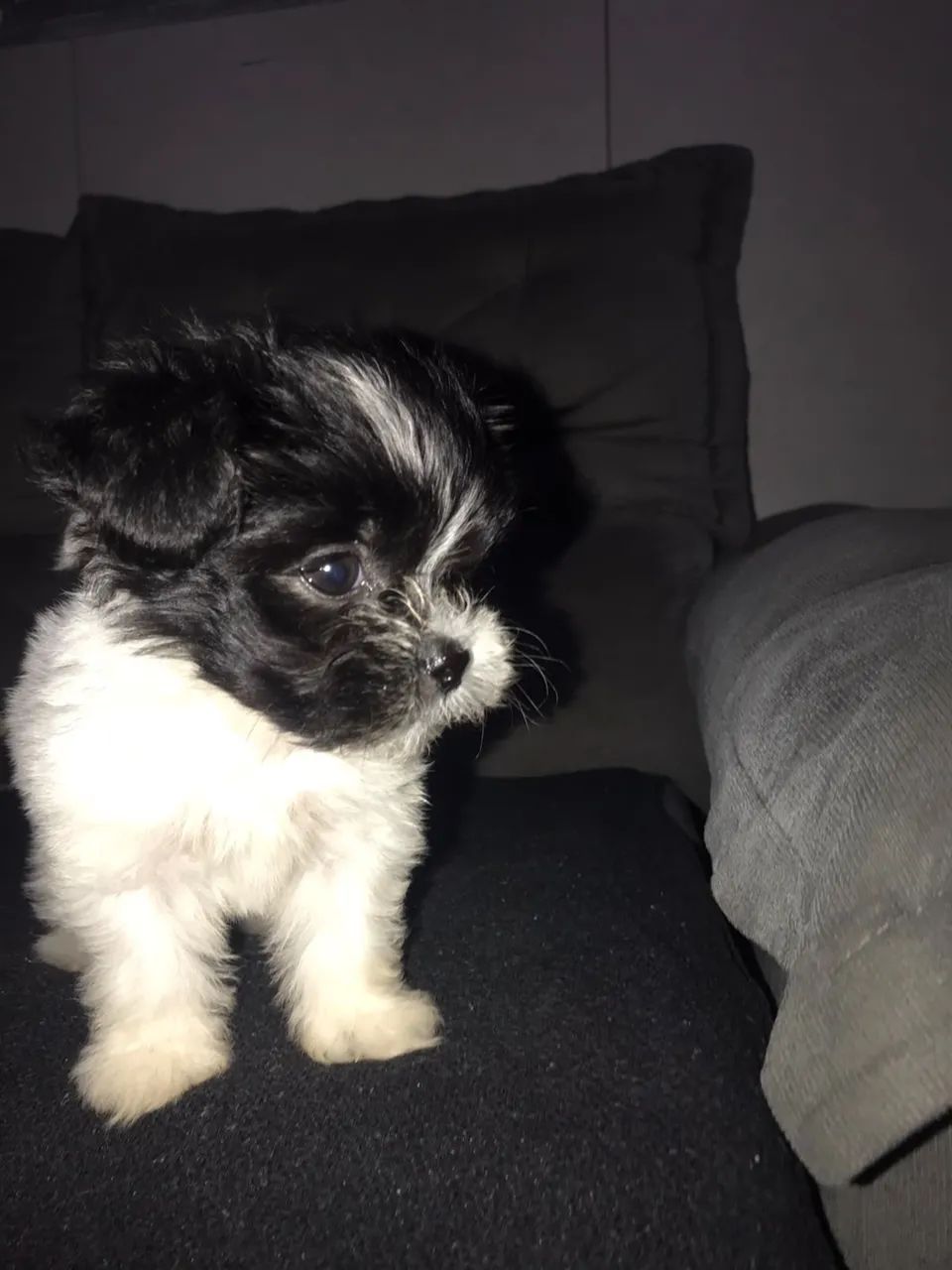 Vende se shitsu femea 450$ * zap - Foto 3