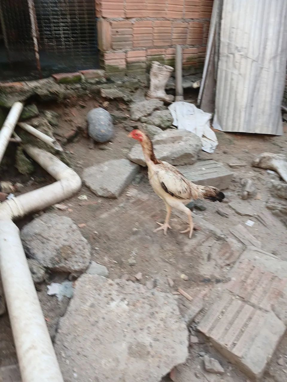 Galinha  - Foto 2