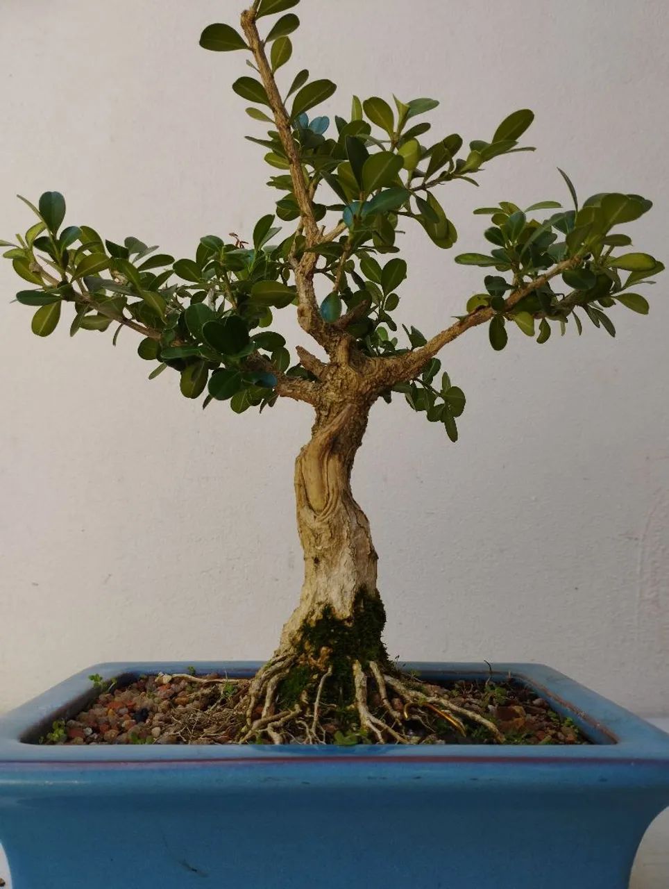 Bonsai buxos 14 anos - Foto 4