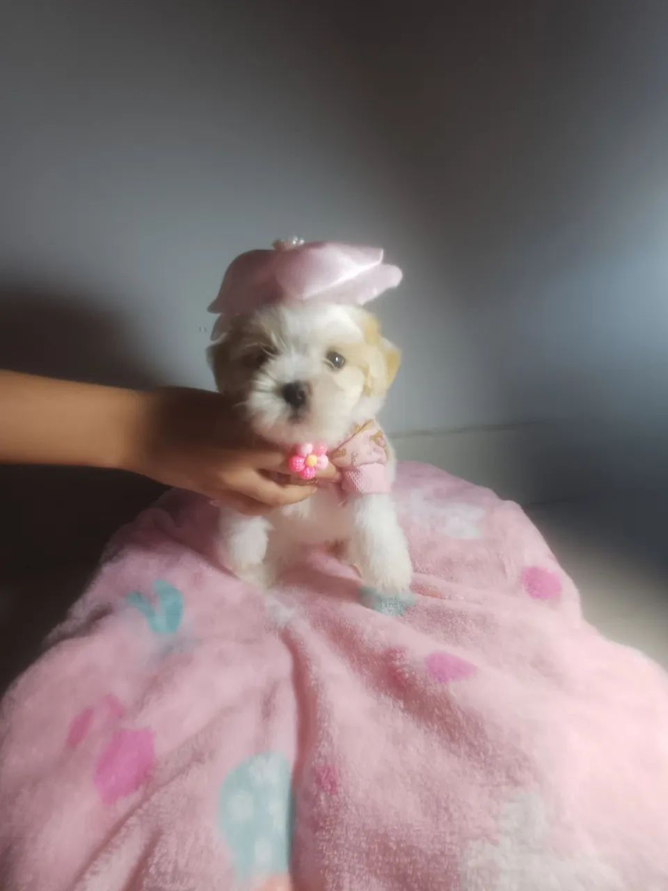 Shitzu femea  - Foto 4