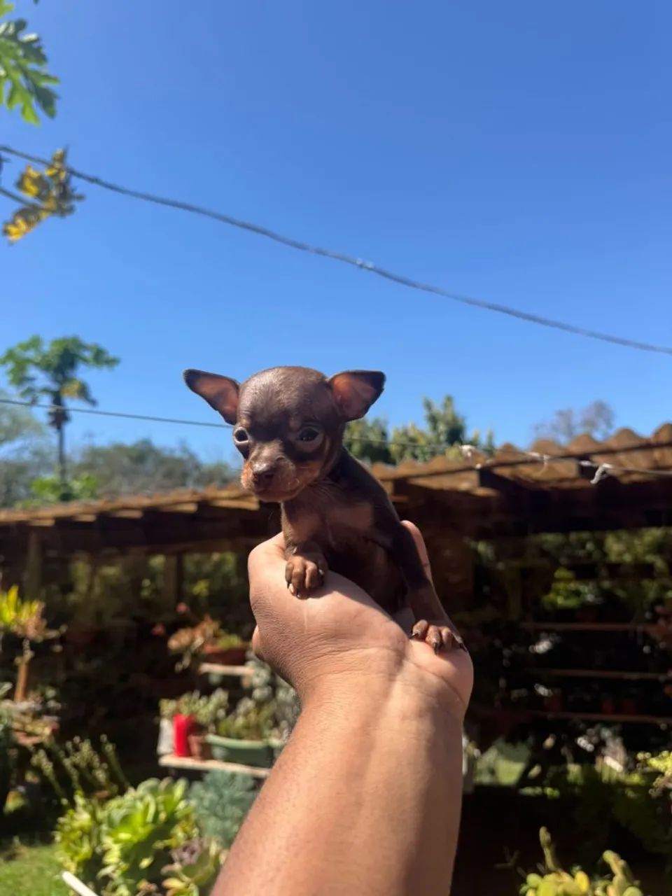 Pinscher chocolate zerinho  - Foto 3